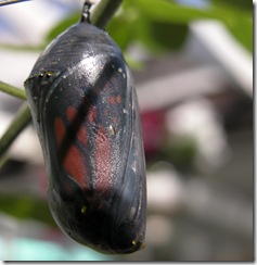 chrysalis2
