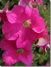 DSCN4990