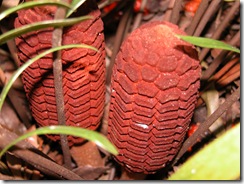 DSCN0350