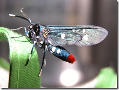Tales from the Butterfly Garden: Lepcurious