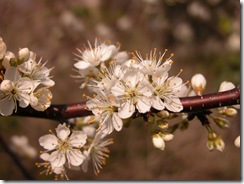 DSCN0031