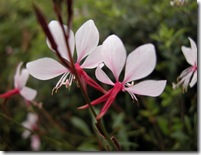 DSCN0122