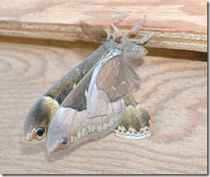 Tales from the Butterfly Garden: Lepcurious