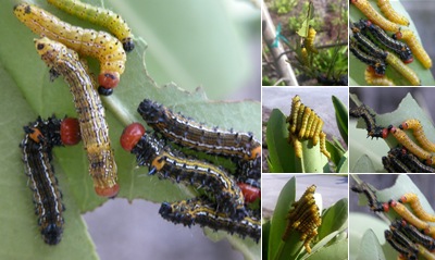 View Red Humped Caterpillars