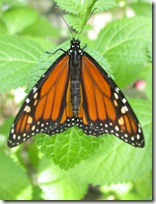 monarch