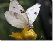 DSCN0232