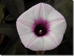 DSCN0038