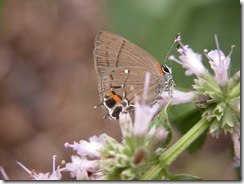 Hairstreak 2