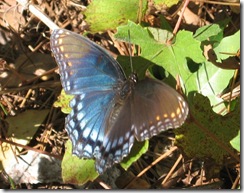 Red Spotted Purple