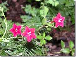 Cypress vine 8