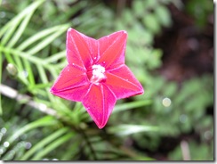 Cypress vine 7