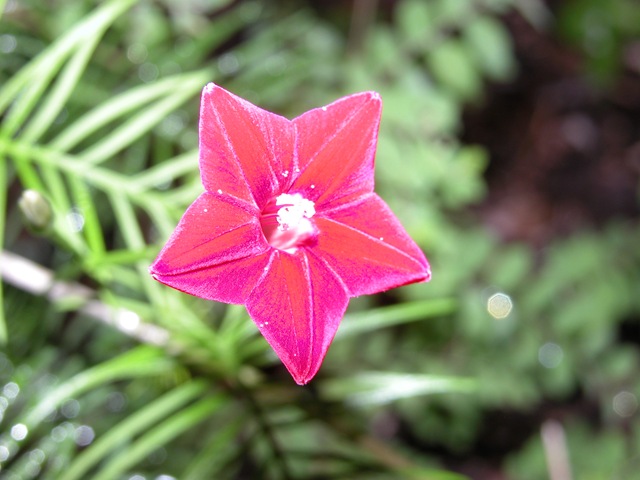 [Cypress vine 7[3].jpg]