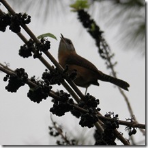 bird3
