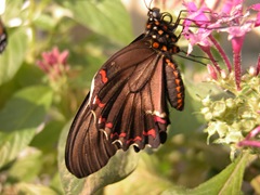 DSCN0388