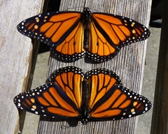 Male monarch (top) Female monarch (bottom) Photo by Jill Staake