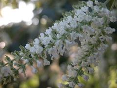 DSCN0141