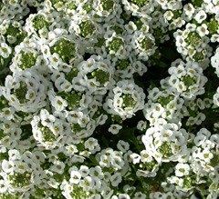 DSCN6211