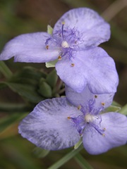 Spiderwort