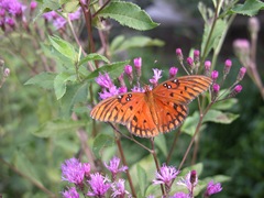 Ironweed and a Gulf Fritillary