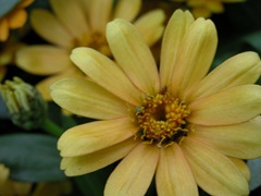 Zinnia 3
