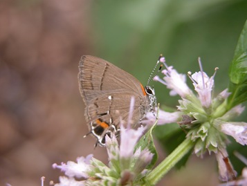 Fulvous Hairstreak