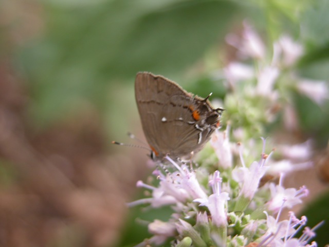 [Hairstreak[2].jpg]