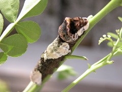 Giant Swallowtail Larvae 3
