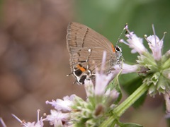 Hairstreak 2