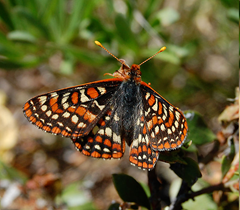 Bay Checkerspot (Euphydryas editha bayensis) is indecline and has become extirpated from many portions of its previous range.