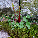 Wall Pennywort