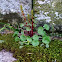 Wall Pennywort