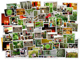 Picasa Photo Album Day 7