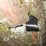 CSI - Loonse en Drunense Duinen - Datacon - 16 juni 2010 115.JPG