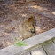 Quokka
