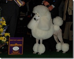 Poodle