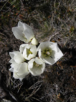 IMG_3088 Gentian.JPG Photo