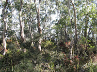 Bush near lookout Photo