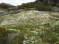 Dracophyllum minimum Newdegate Pass Photo