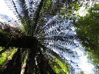 Dicksonia Fern Marriotts Falls Photo
