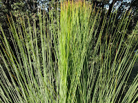 Grasstree top Photo