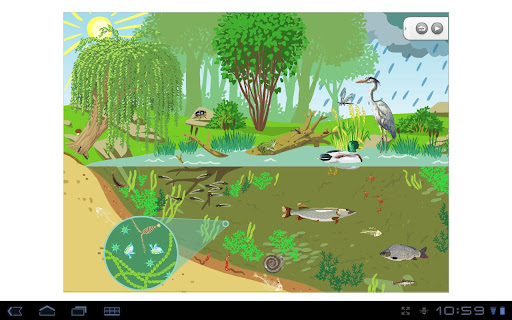 Pond ecosystem