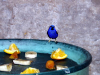 Blurry Hummingbird