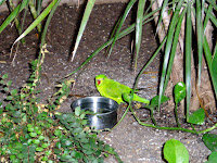 Parrot On the Loose