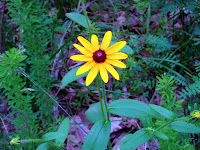 Pretty Flower