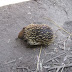 Melbourne Zoo