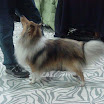 shelty.jpg