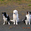 landskamp_2005_023.jpg