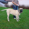 mastiff.jpg