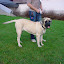 mastiff.jpg