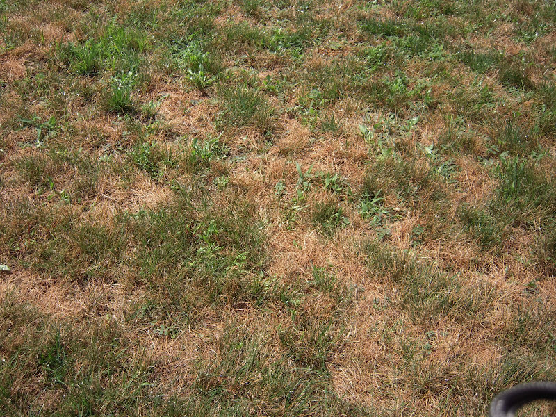 Need serious help w/dying lawn, pic heavy